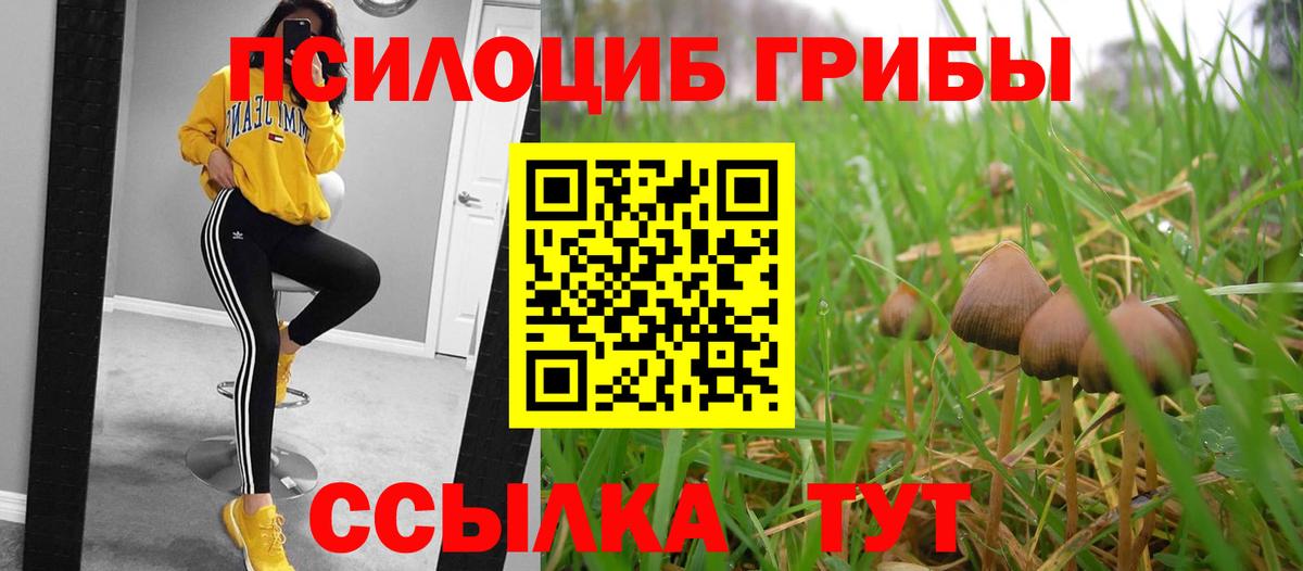 Псилоцибиновые грибы Psilocybine cubensis Печора